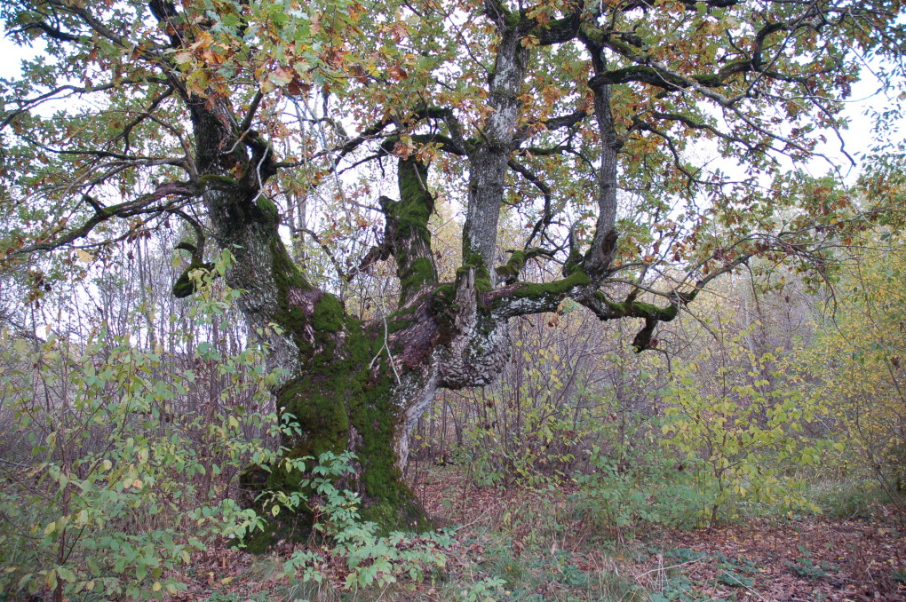 Tammiku hiis Ida-Virumaal