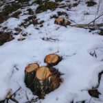 Tõrma Hiiemäe raie 04.2018, Tiit Kaasik