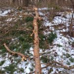 Tõrma Hiiemäe raie 04.2018, Tiit Kaasik