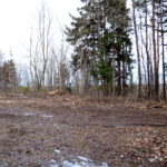 Tõrma Hiiemäe raie 04.2018, Jüri Lainevoog