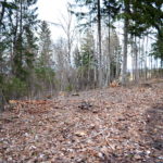 Tõrma Hiiemäe raie 04.2018, Jüri Lainevoog