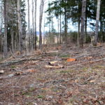 Tõrma Hiiemäe raie 04.2018, Jüri Lainevoog