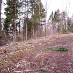 Tõrma Hiiemäe raie 04.2018, Jüri Lainevoog