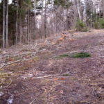 Tõrma Hiiemäe raie 04.2018, Jüri Lainevoog