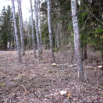 Tõrma Hiiemäe raie 04.2018, Jüri Lainevoog