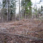 Tõrma Hiiemäe raie 04.2018, Jüri Lainevoog