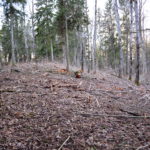 Tõrma Hiiemäe raie 04.2018, Jüri Lainevoog