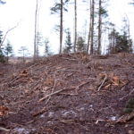 Tõrma Hiiemäe raie 04.2018, Jüri Lainevoog