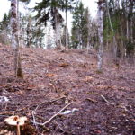 Tõrma Hiiemäe raie 04.2018, Jüri Lainevoog