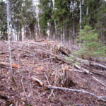 Tõrma Hiiemäe raie 04.2018, Jüri Lainevoog