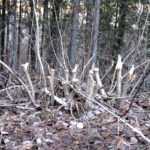 Tõrma Hiiemäe raie 04.2018, Jüri Lainevoog