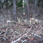 Tõrma Hiiemäe raie 04.2018, Jüri Lainevoog