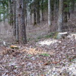 Tõrma Hiiemäe raie 04.2018, Tiit Kaasik