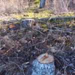 Tõrma Hiiemäe raie 04.2018, Tiit Kaasik