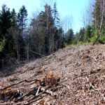 Tõrma Hiiemäe raie 04.2018, Tiit Kaasik