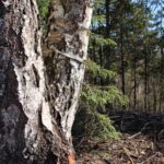 Paelaga puu Tõrma Hiiemäel 04.2018, Tiit Kaasik