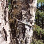 Pael Tõrma Hiiemäel 04.2018, Tiit Kaasik