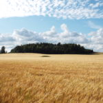 Tõrma Hiiemägi 08.2015, Jüri Lainevoog