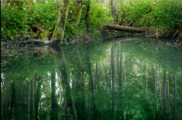 Ohvriallikas - Põhjatu allikas, autor Janno Loide