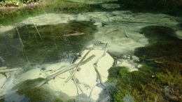 Saula Valgeallikas. Alari Talv