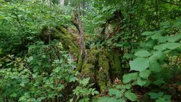 Kiigeoru Hiiesalu. Hiite kuvavõistluse 2018. a võidukuva.
